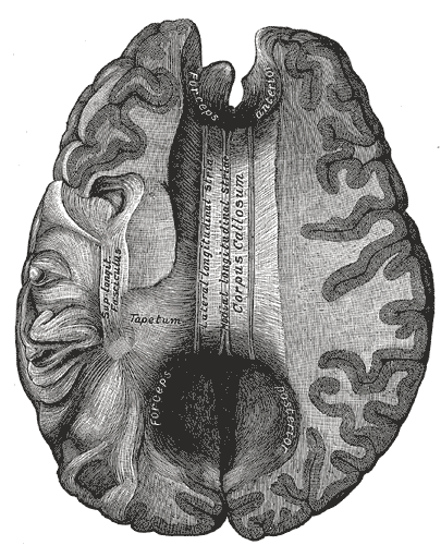 Gray's Anatomy Brain